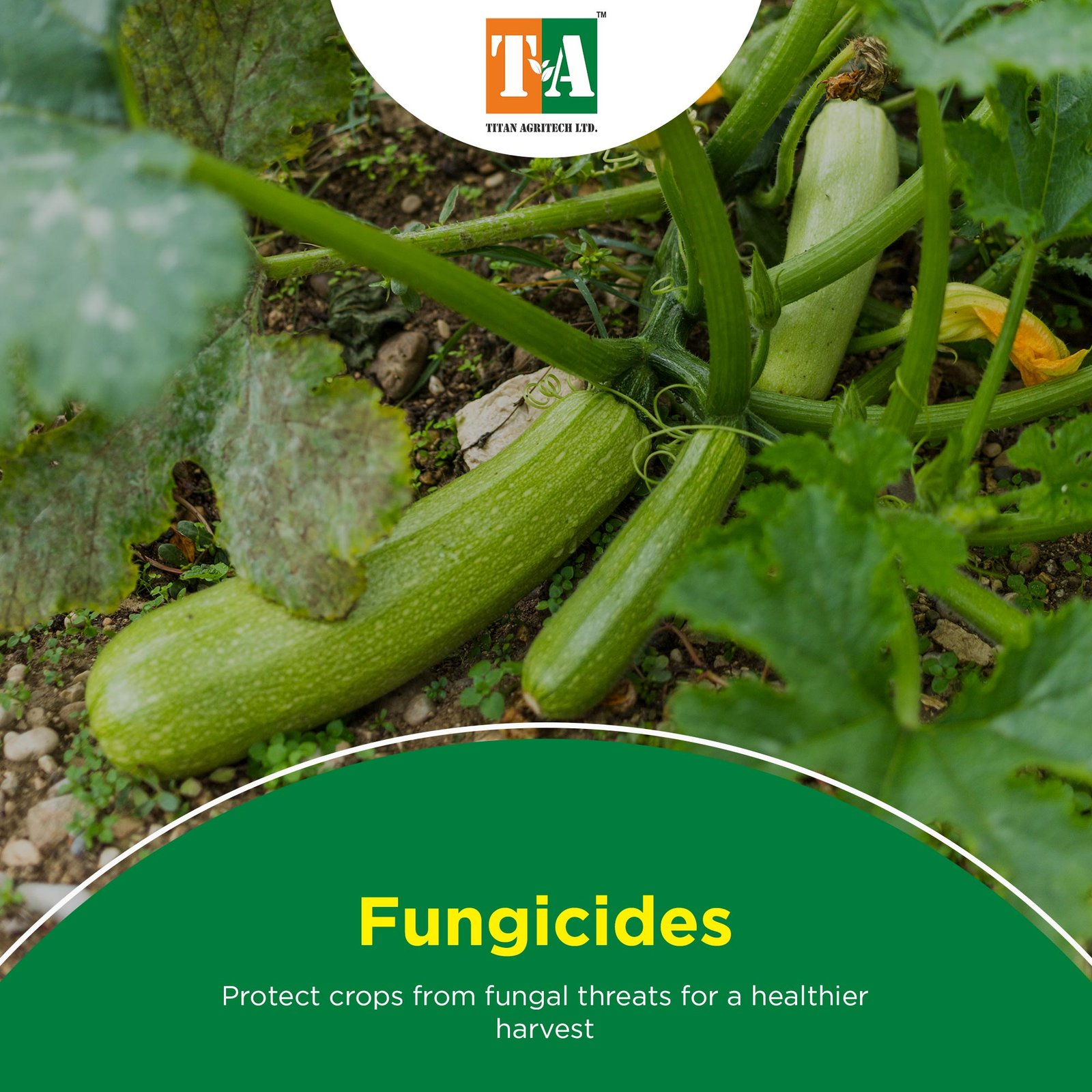 Fungicides - titanagritech.com