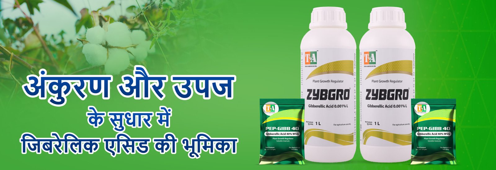 अंकुरण और उपज के सुधार में जिबरेलिक एसिड (Gibberellic Acid) की भूमिका