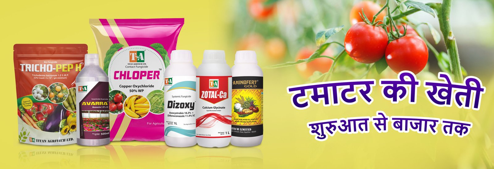 टमाटर की खेती: शुरुआत से बाजार तक