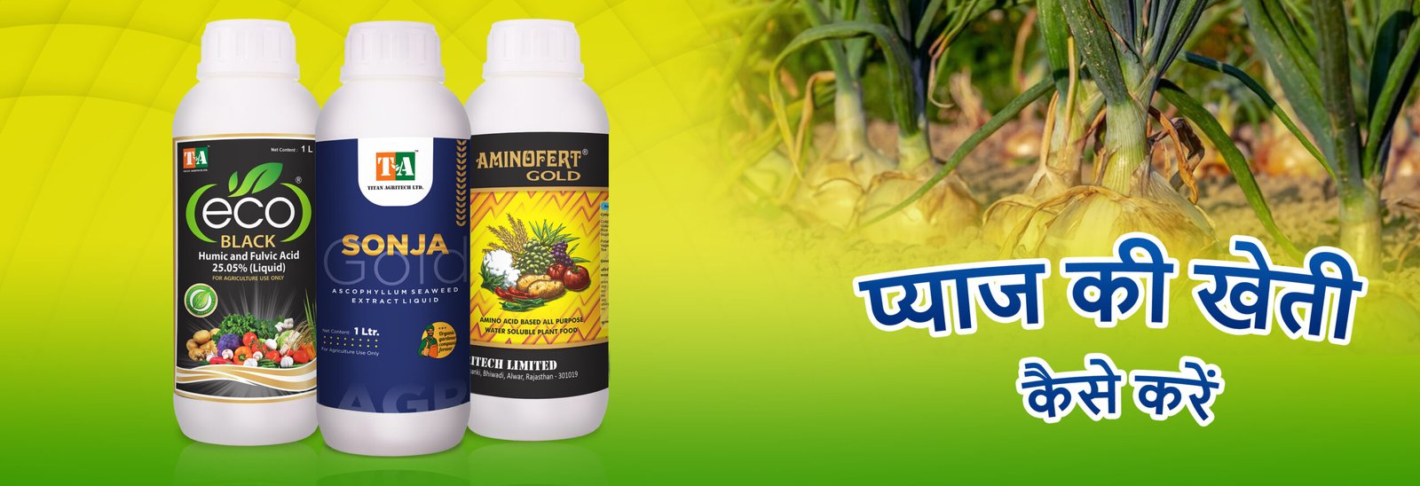 प्याज की खेती कैसे करें