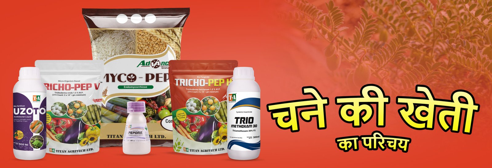 चने की खेती कैसे करें? जलवायु, बीज, खाद और कीट-रोग प्रबंधन की पूरी जानकारी