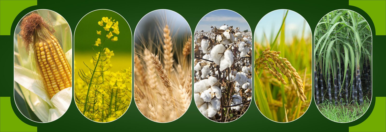 Guide to Biological Fertilizers: Benefits, Application and Crop Impact