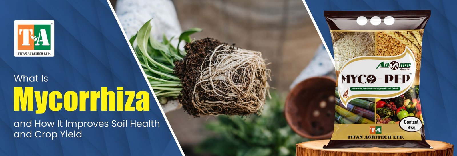 What Is Mycorrhiza and How It Improves Soil Health and Crop Yield