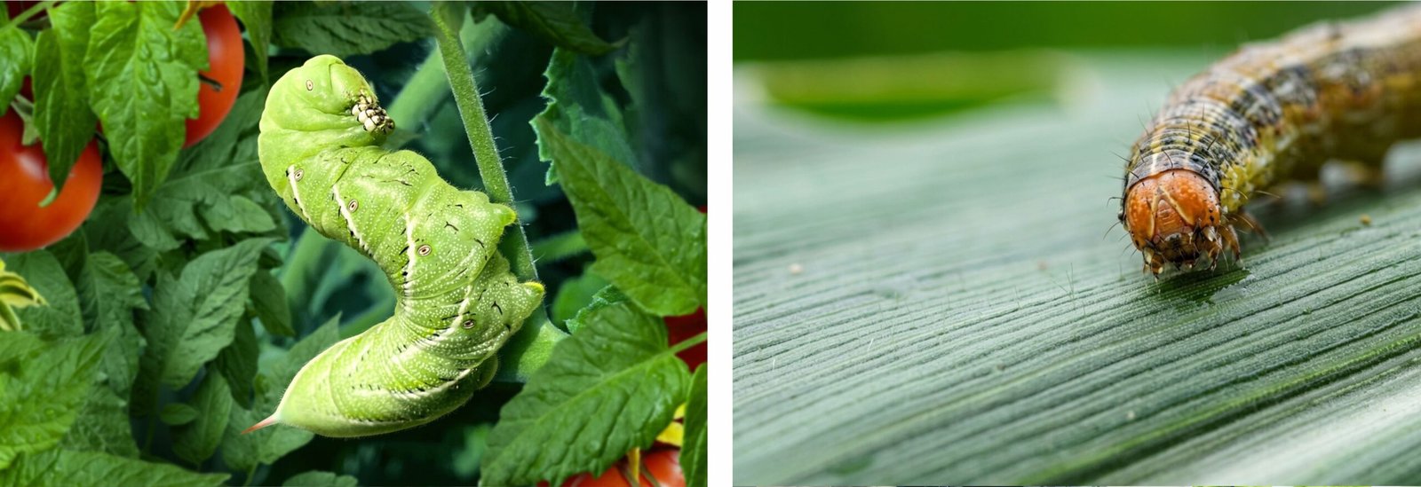 Integrated pest management