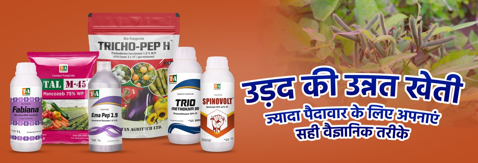 उड़द की खेती (Urad ki kheti): ज्यादा पैदावार के लिए अपनाएं सही वैज्ञानिक तरीके