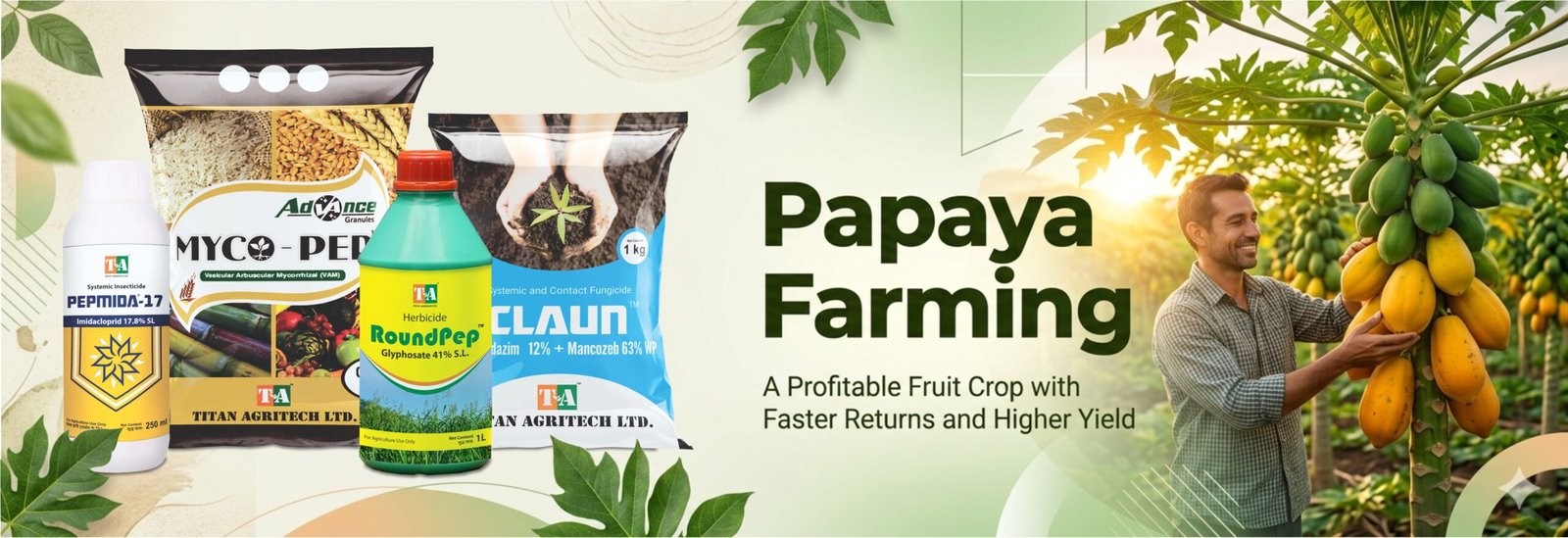 Papaya Farming: A Profitable Fruit Crop with Faster Returns and Higher Yield