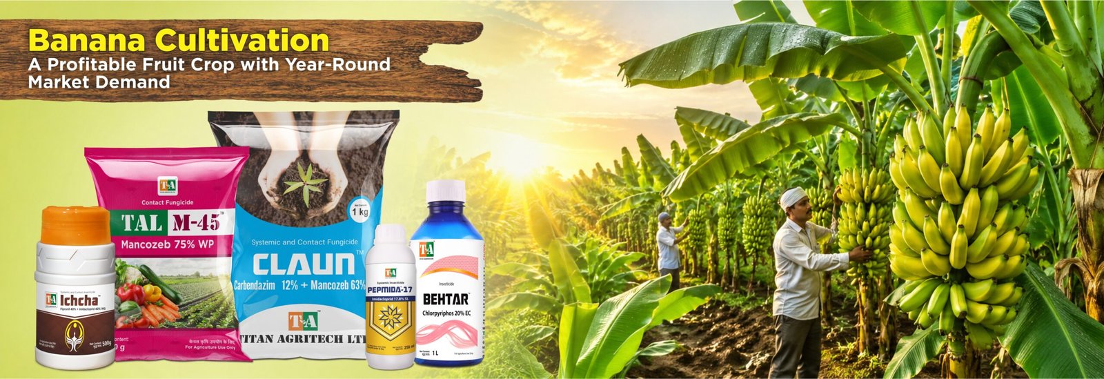 Banana Cultivation: A Profitable Fruit Crop with Year-Round Market Demand