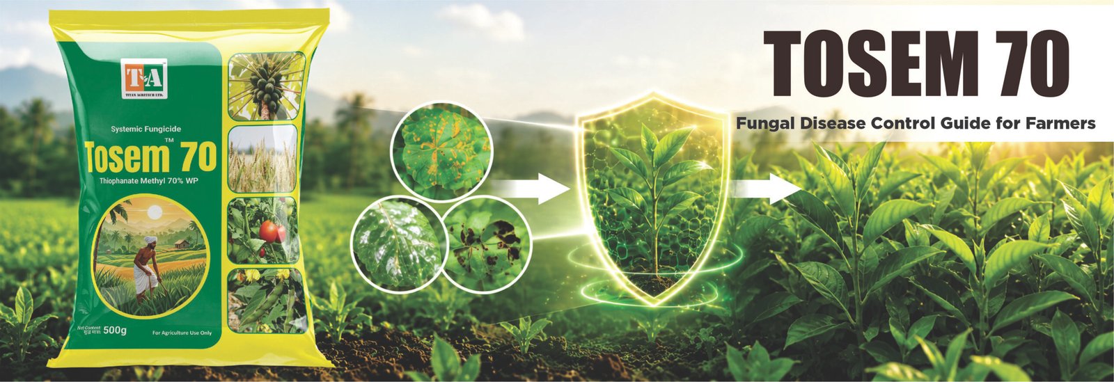 Fungal Disease Control Guide for Farmers