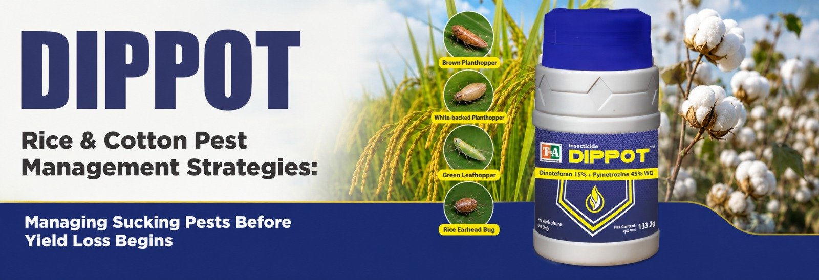 Rice & Cotton Pest Management Strategies: Managing Sucking Pests Before Yield Loss Begins
