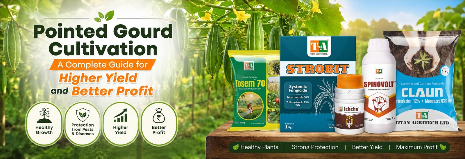 Pointed Gourd Cultivation: A Complete Guide for Higher Yield and Better Profit