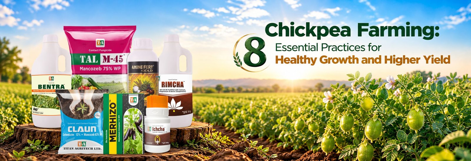 Chickpea Farming: 8 Essential Practices for Healthy Growth and Higher Yield